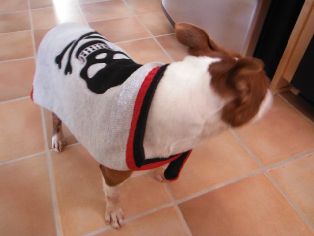 Skull and Crossbones dog sweater